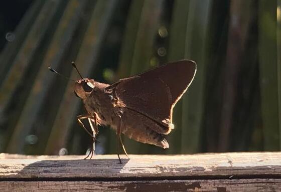 Borboleta