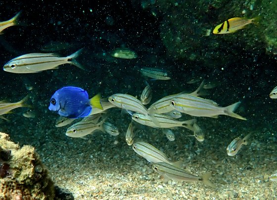 Peixes recifais