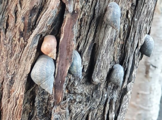 Caramujo Littorina angulifera