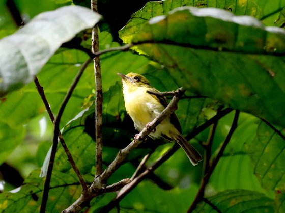 Bico chato amarelo
