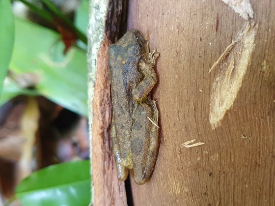 Scinax x signatus