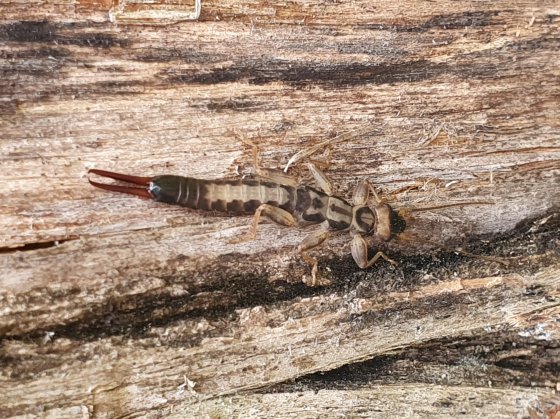 Tesourinha Dermaptera