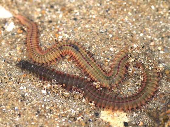Anelídeo Nereididae