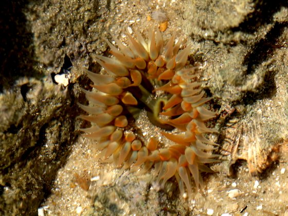 Anemona do mar de tentáculos laranja