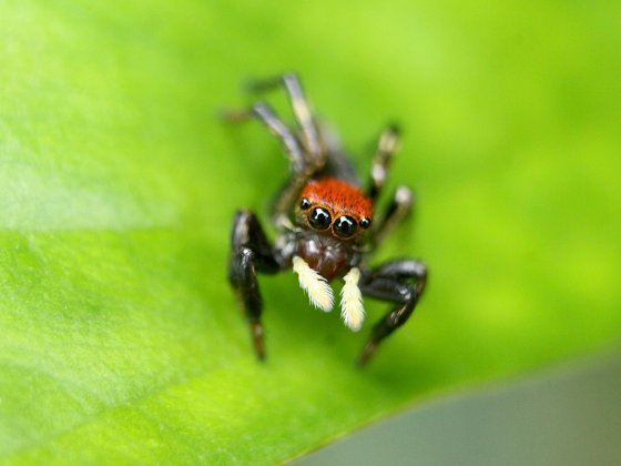 Aranha papa moscas da cabeça vermelha
