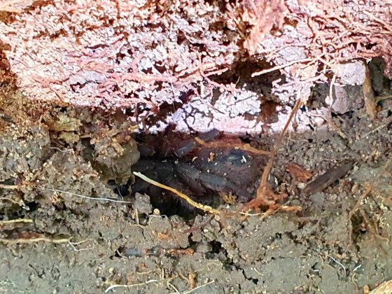 Aranha tarântula