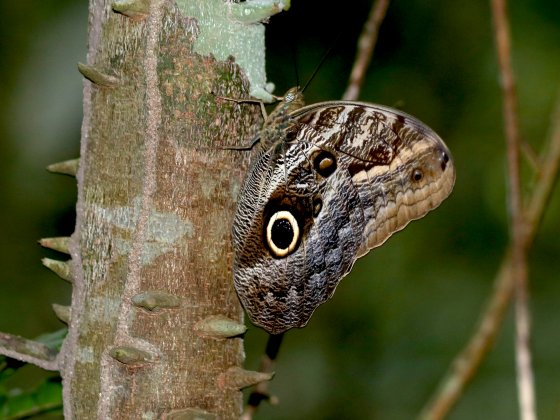 Borboleta do gênero Caligo