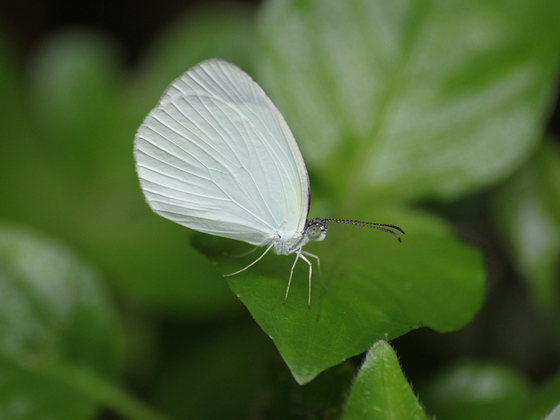 Eurema albula
