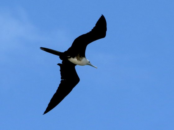 Fragata