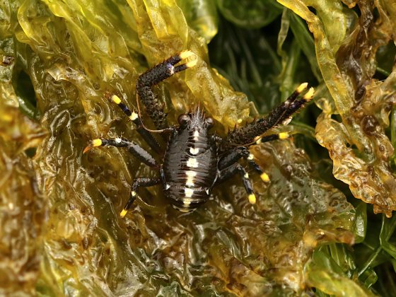Galathea squamifera jovem