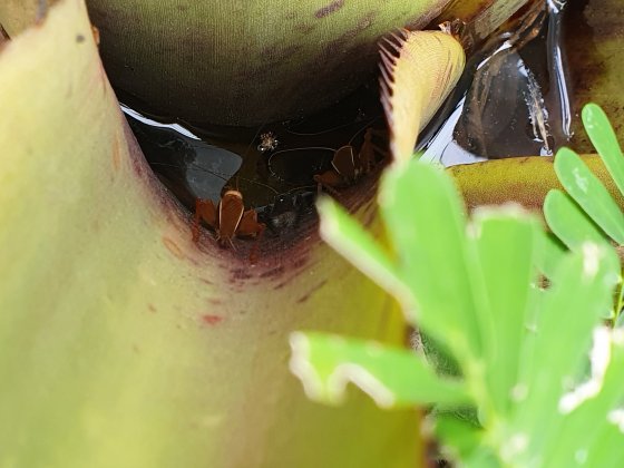 Grilo em Bromélia