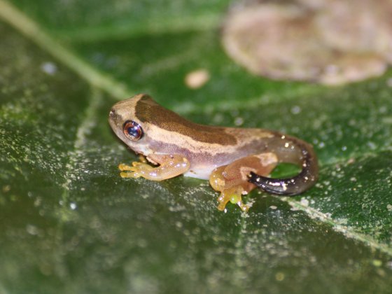 Imago de Dendropsophus elegans