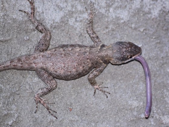 Lagartixa comendo anfisbena JPG