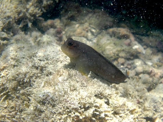 Macaquinho Ophioblennius trinitatis