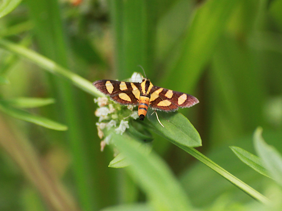 Mariposa amarela