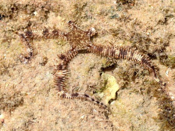 Ophiocoma echinata