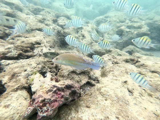 peixes
