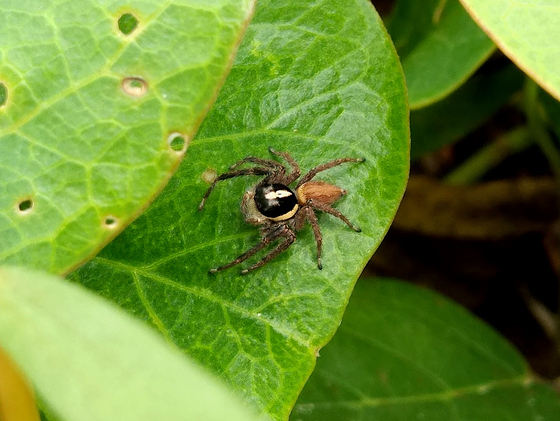 Aranha papa moscas de cabeça preta