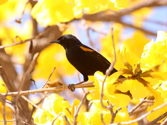 Icterus pyrrhopterus