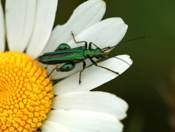 Oedemera nobilis