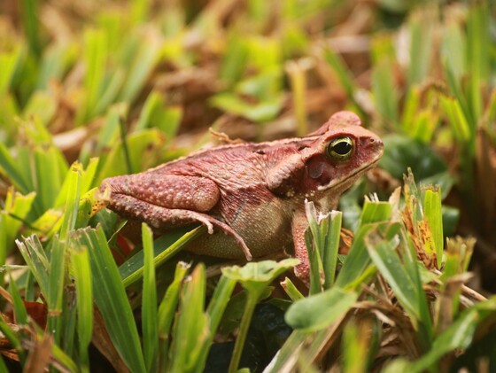 Rhinella crucifer