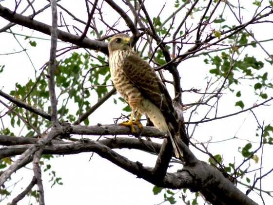 Rupornis magnirostris